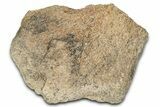 Dinosaur (Triceratops) Frill Shield Section - Montana #338949-1